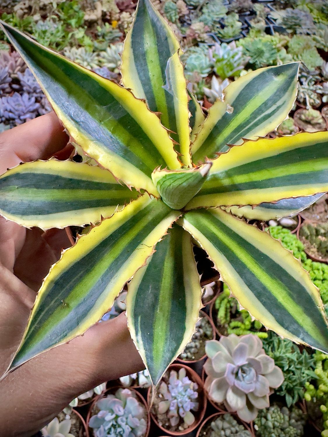 Agave Lophantha cv. Multicolor