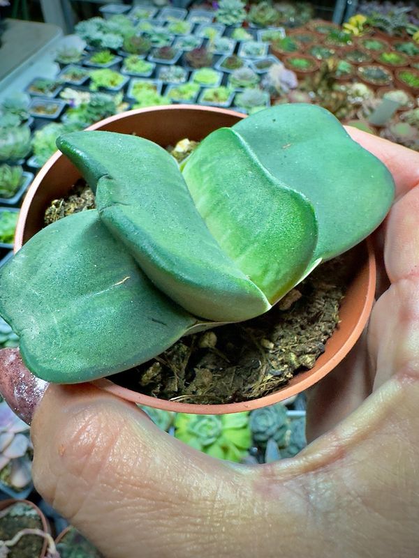 Gasteria nitida var. armstrongii