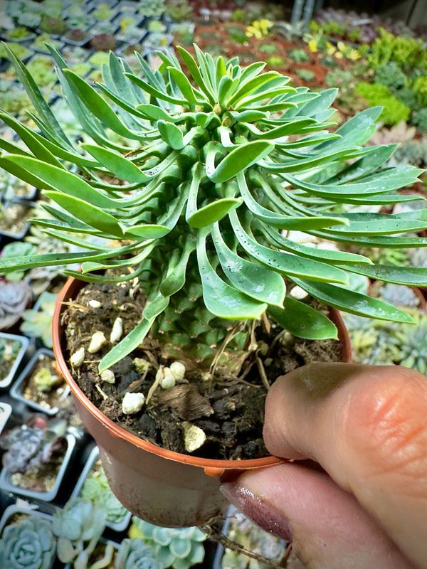 Euphorbia Sotetsu Kirin