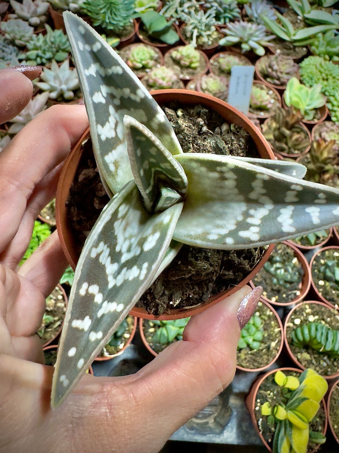 Aloe Variegata