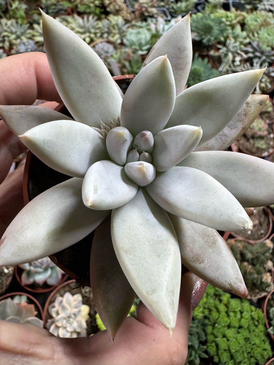 Echeveria Anna