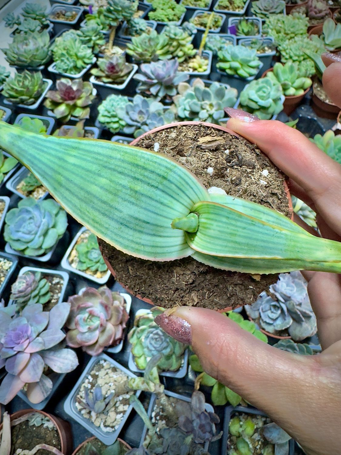 Aloe Karabergensis