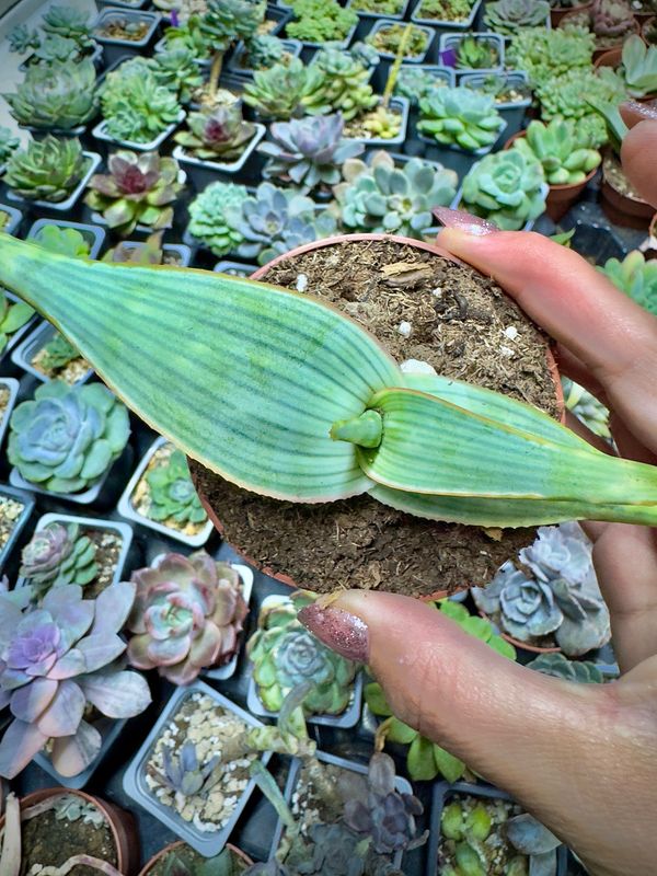 Aloe Karabergensis