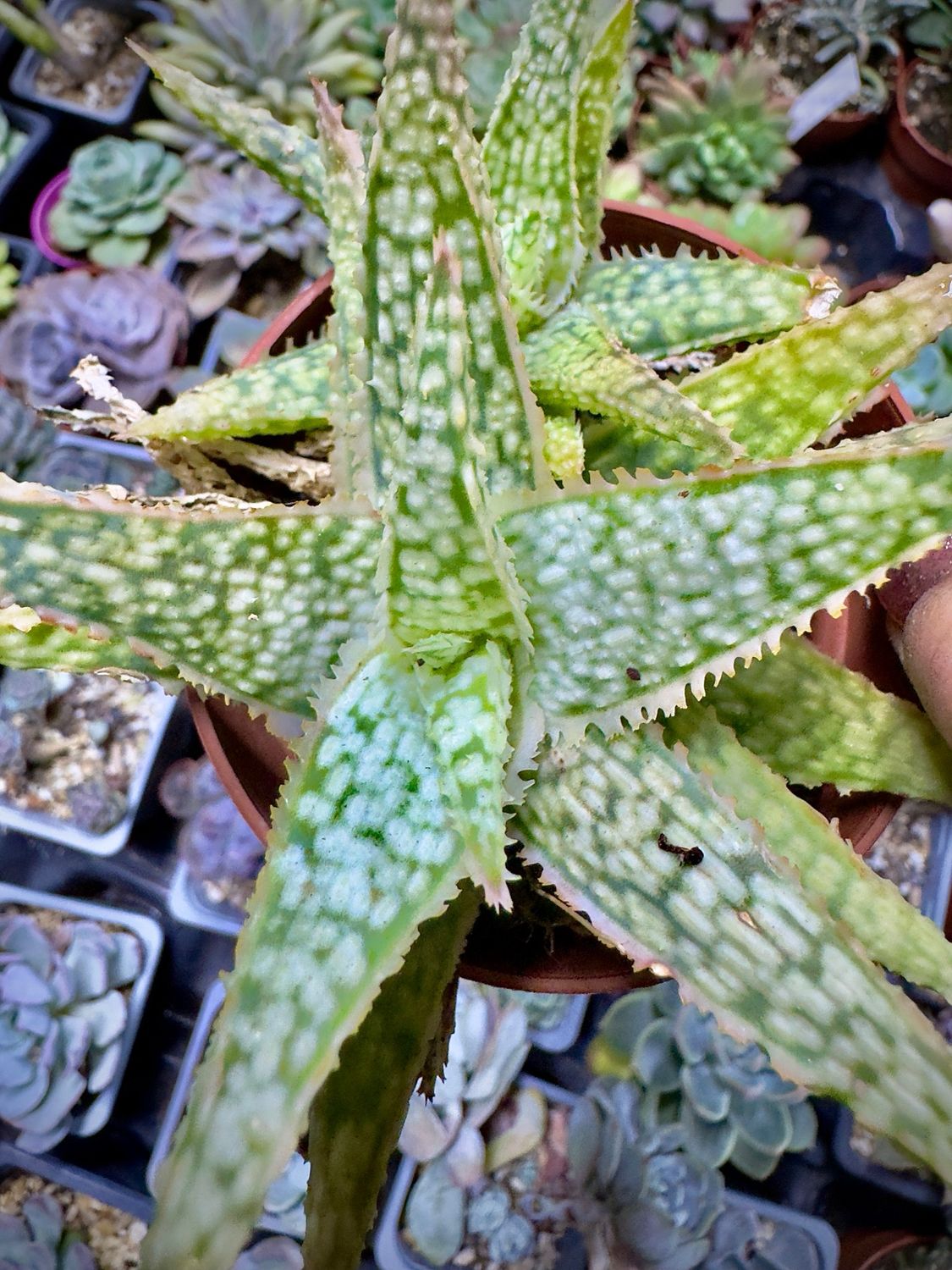 Aloe white lightning