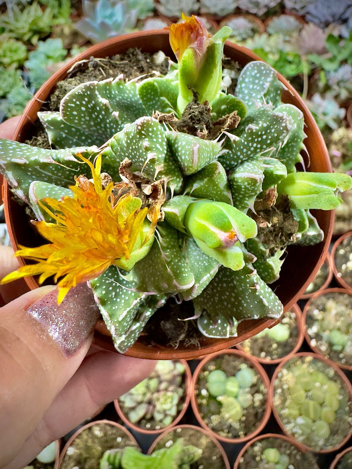Faucaria tuberculosa