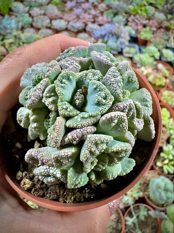 Titanopsis Calcarea