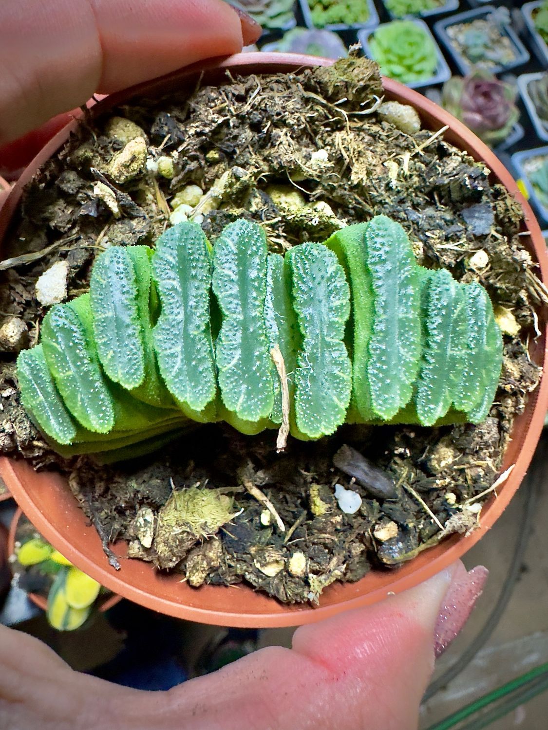 Haworthia Truncata
