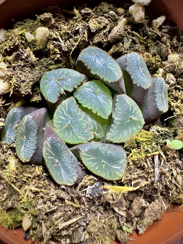 Haworthia truncata var. maughanii