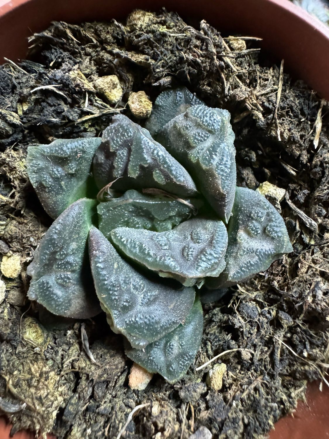 Haworthia pymaea var. fusca