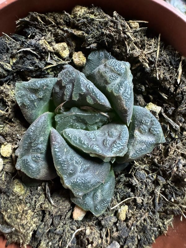 Haworthia pymaea var. fusca