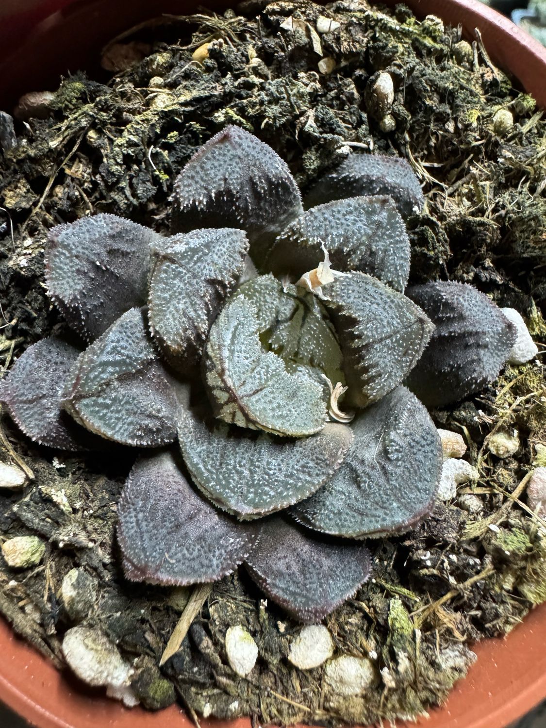 Haworthia Blue Diamond