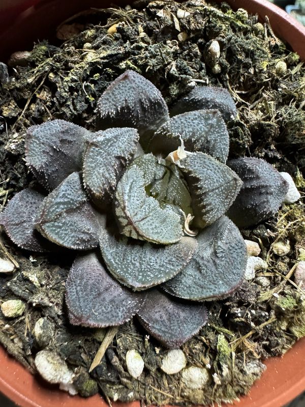 Haworthia Blue Diamond