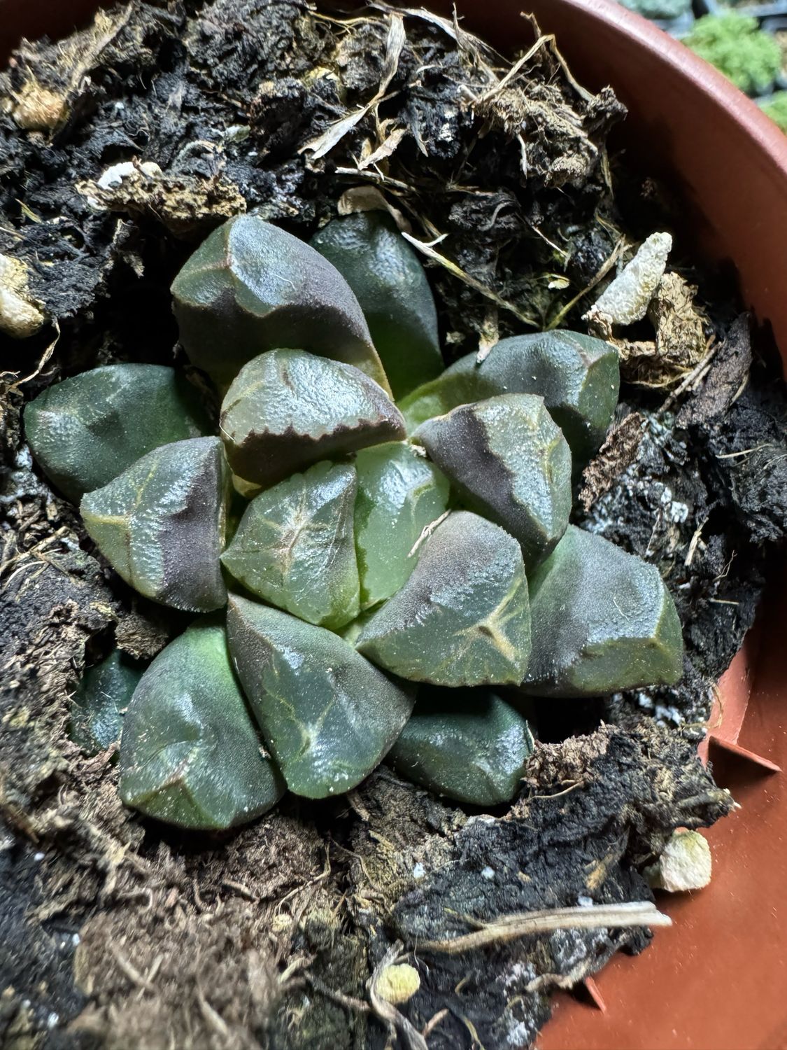 Haworthia cv. cooperi x maughani