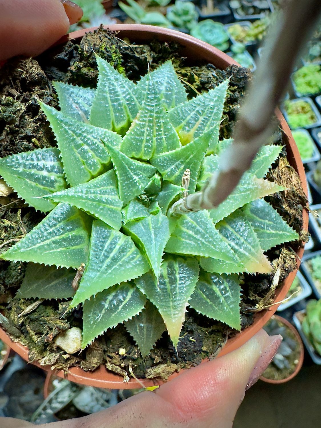 Haworthia Multifolia
