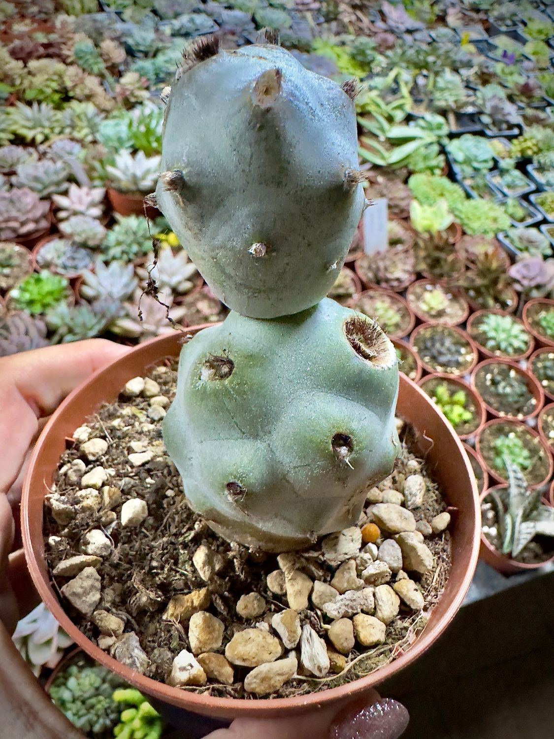 Tephrocactus Calvus