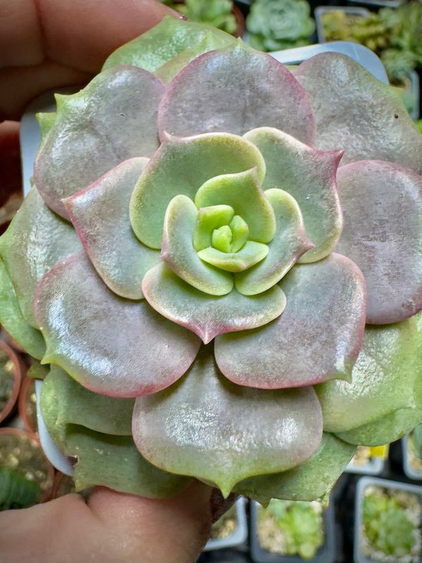 Echeveria ZiJi