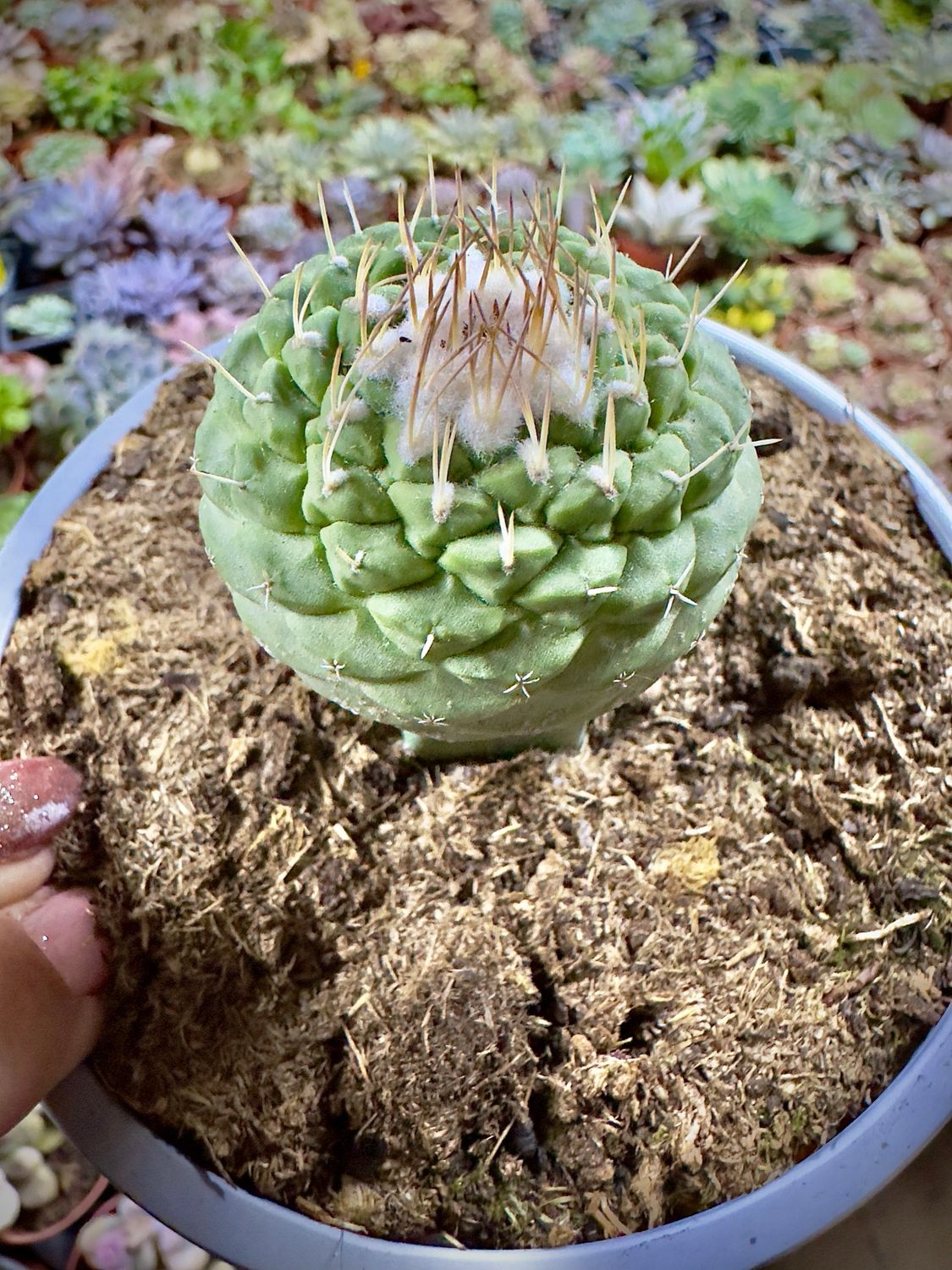 Strombocactus disciformis