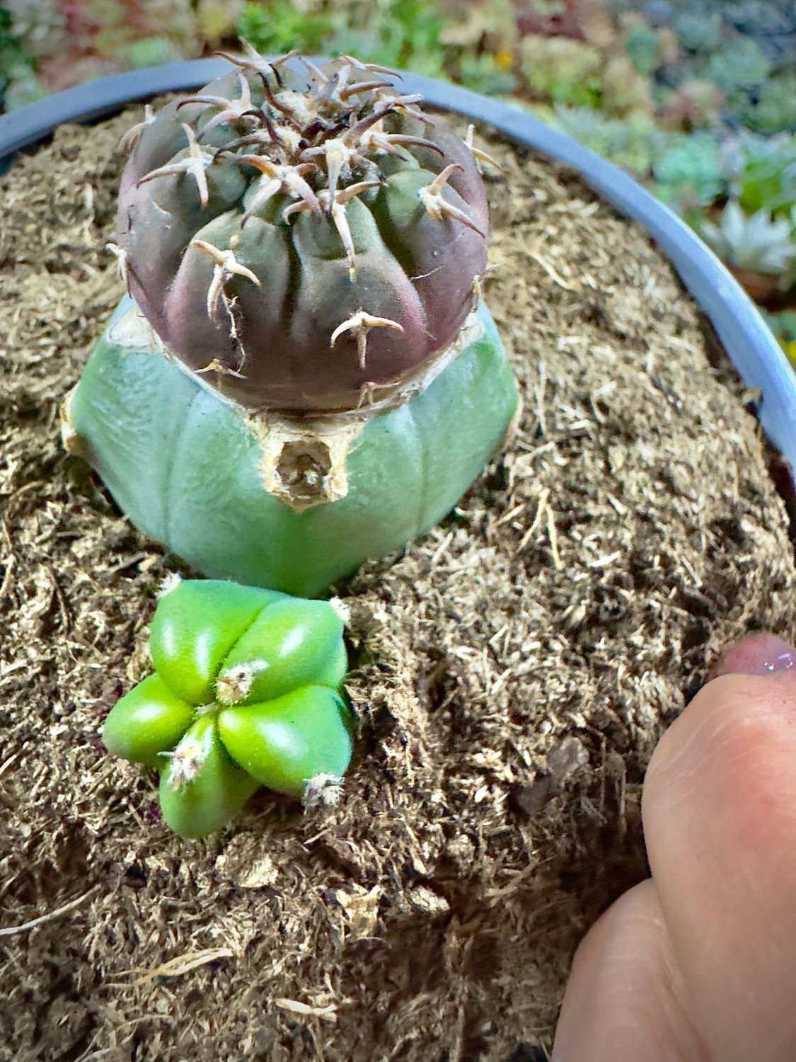 Gymnocalycium spegazzinii v. unguispinum
