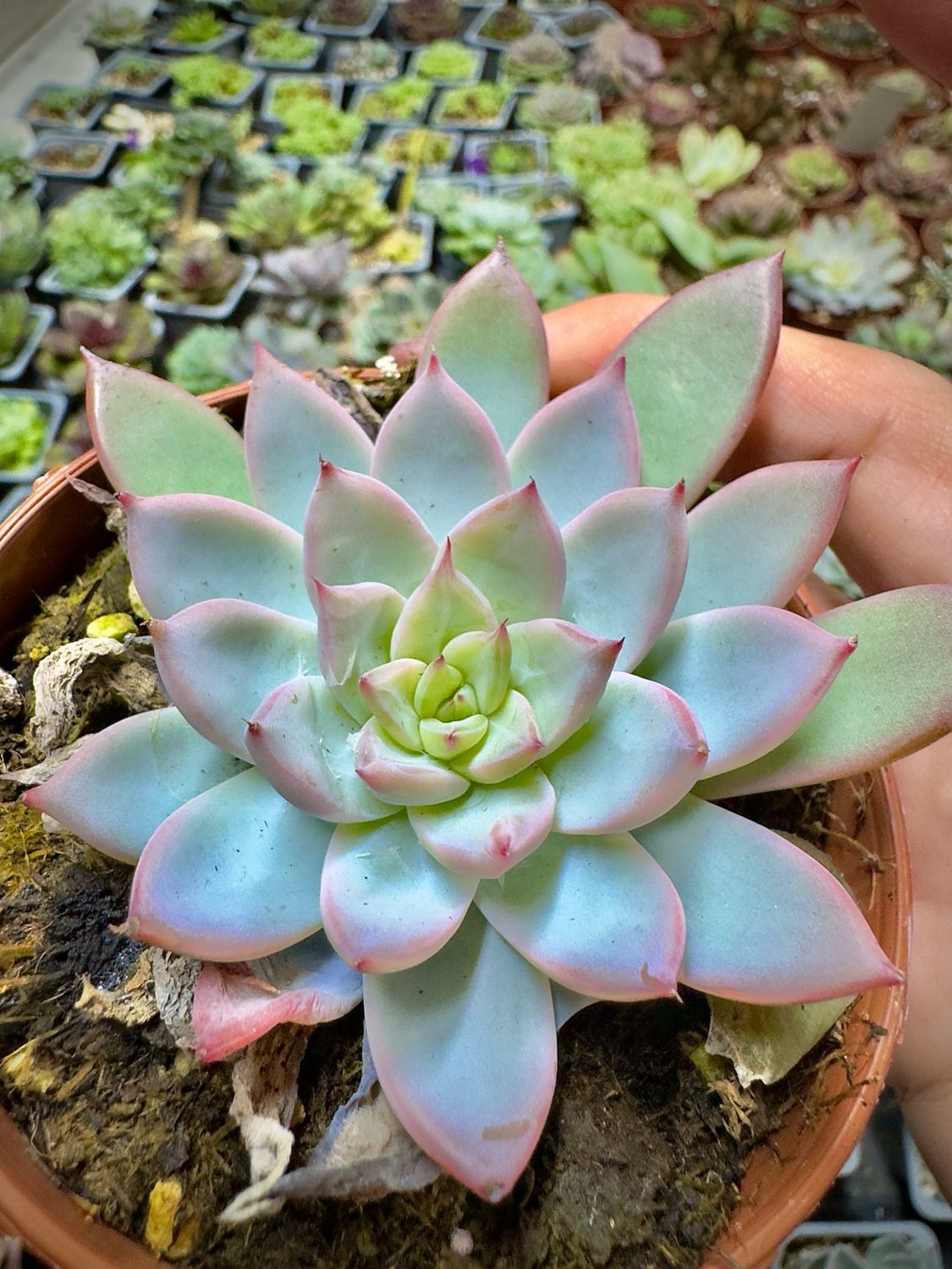 Echeveria Camanoii x Colorata