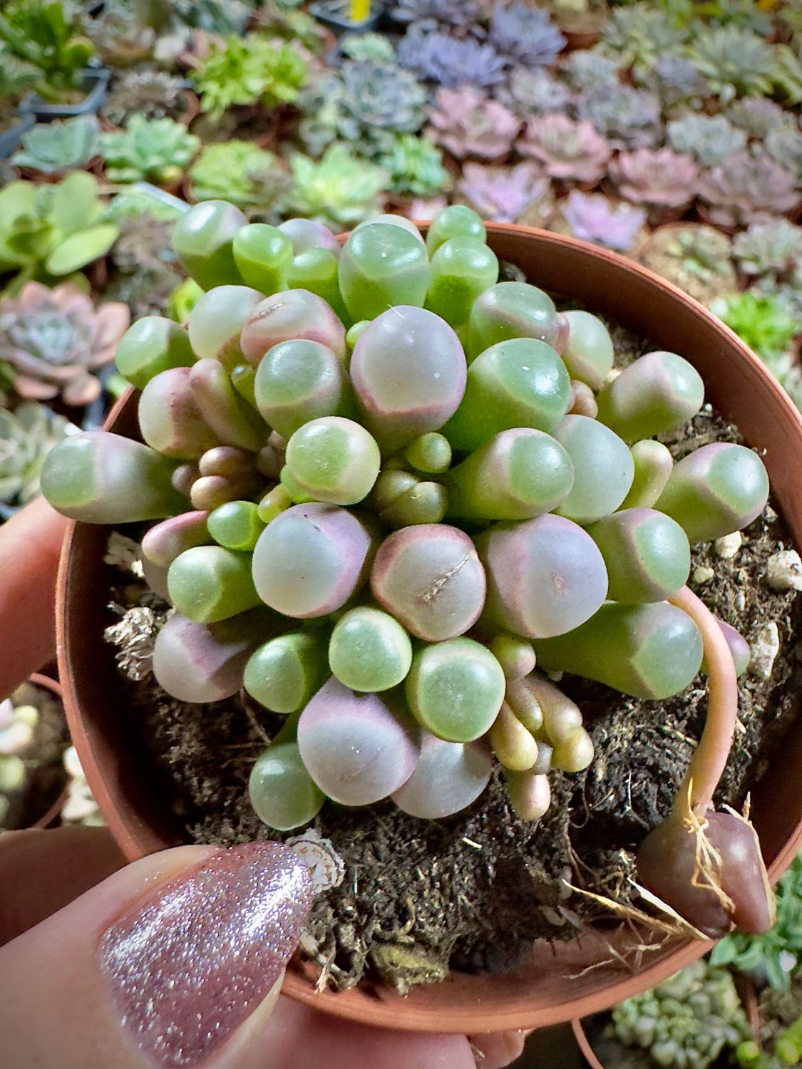 Fenestraria Aurantiaca