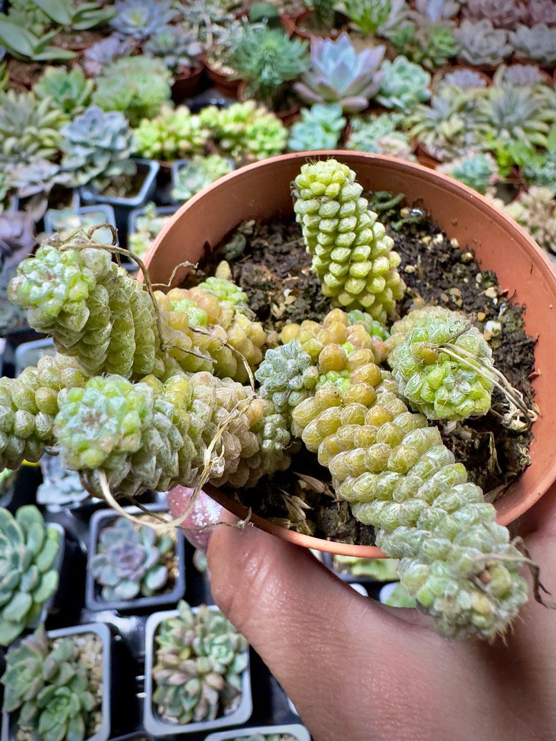 Anacampseros Baeseckei