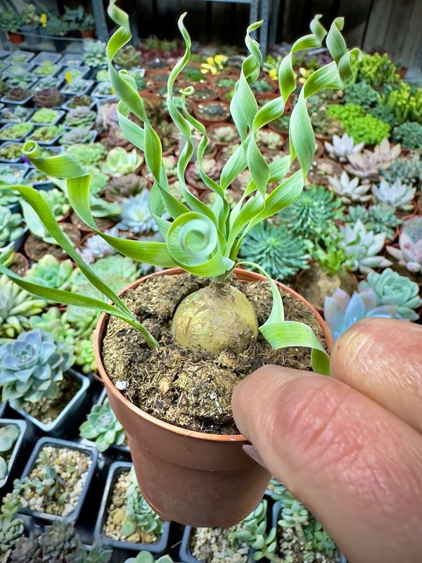 Albuca concordiana