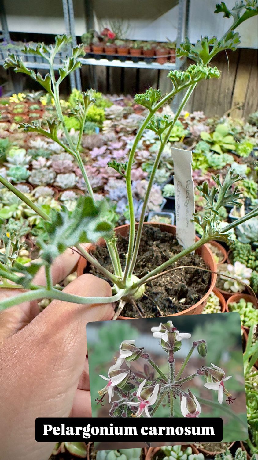 Pelargonium Carnosum