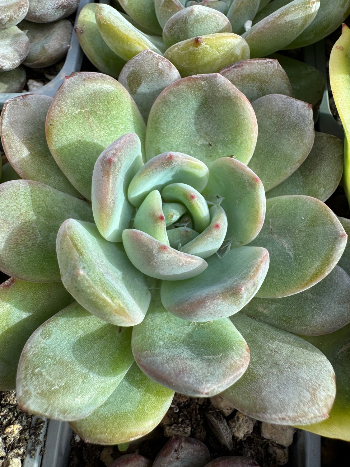Echeveria Monroe