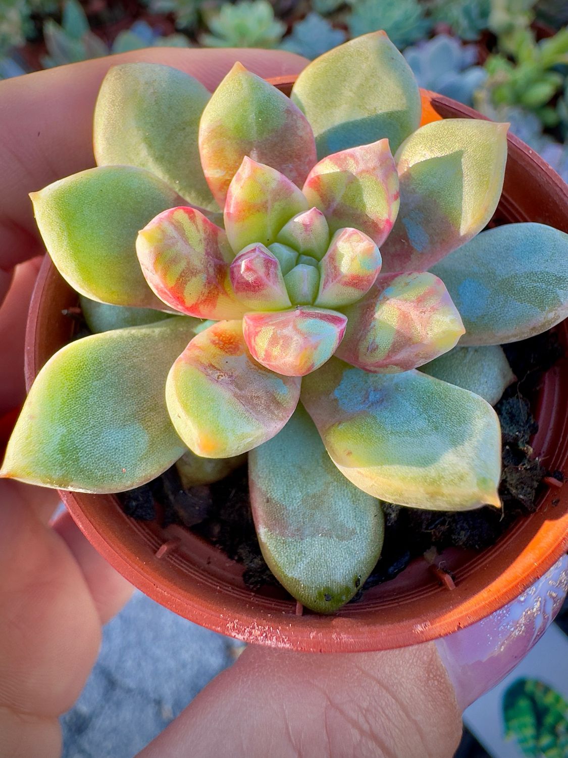 Echeveria Blood Swallow
