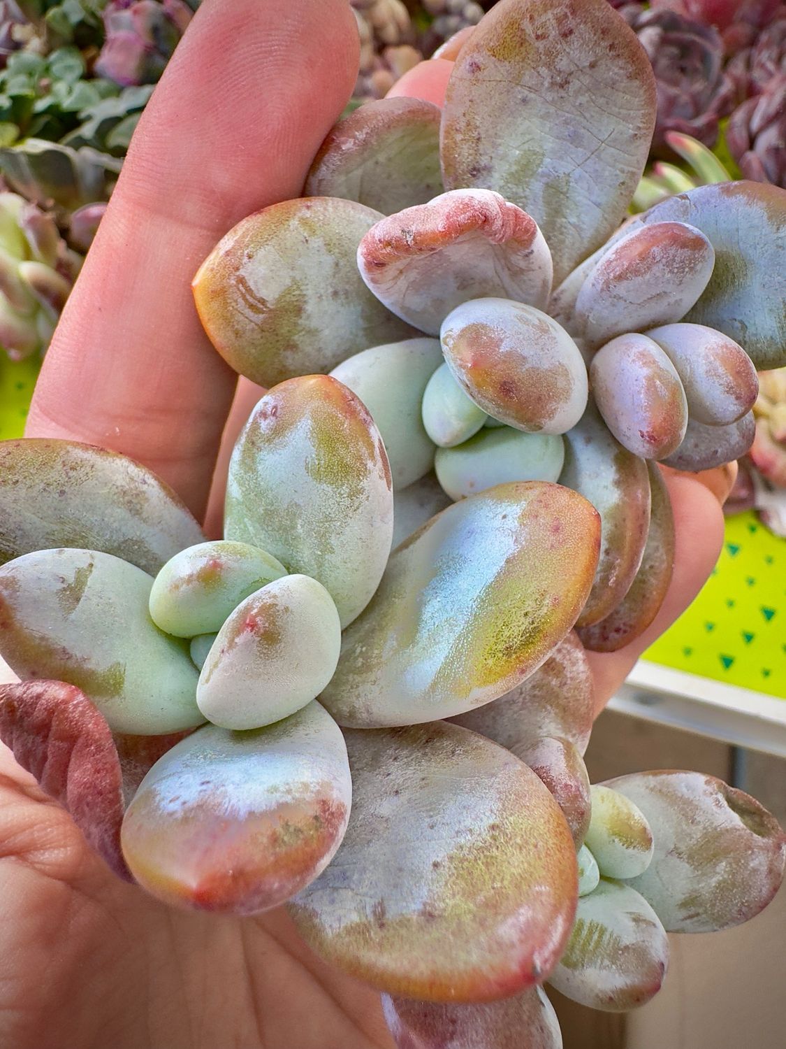 Pachyphytum Cuicatecanum