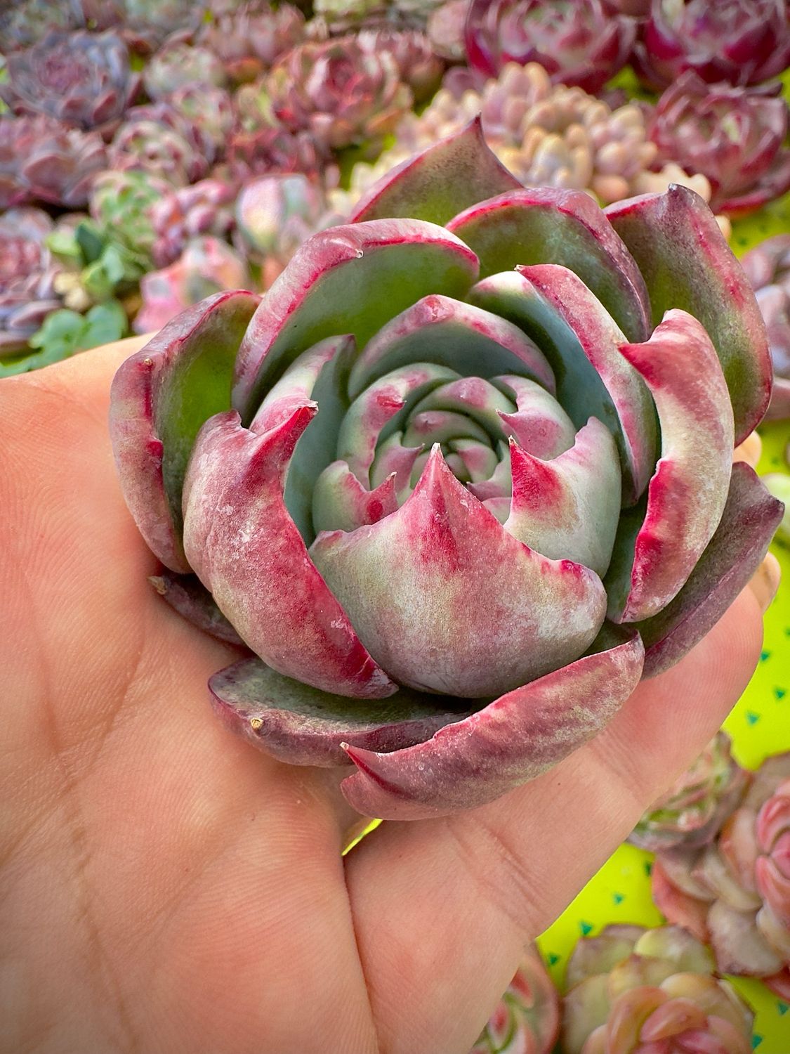 Echeveria Casio, Swqm Princess