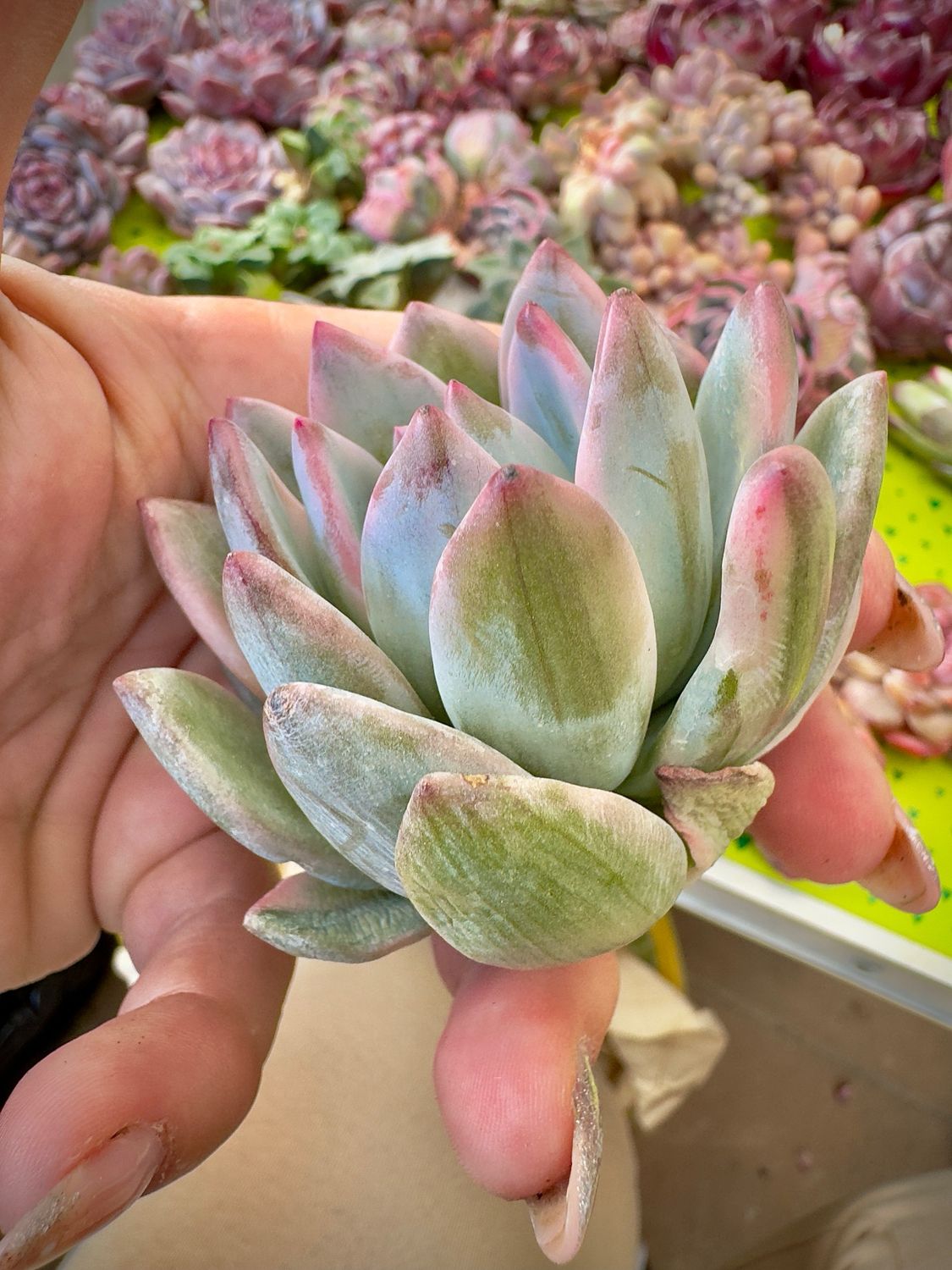 Pachyveria Powder Puff variegada