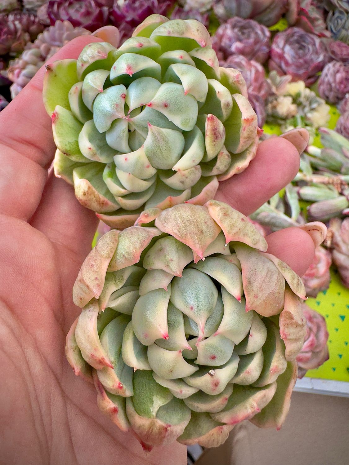 Echeveria Queen Mary Variegada