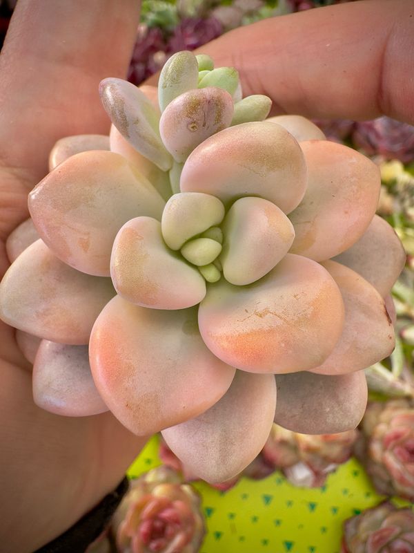 Graptosedum Luoshen variegada