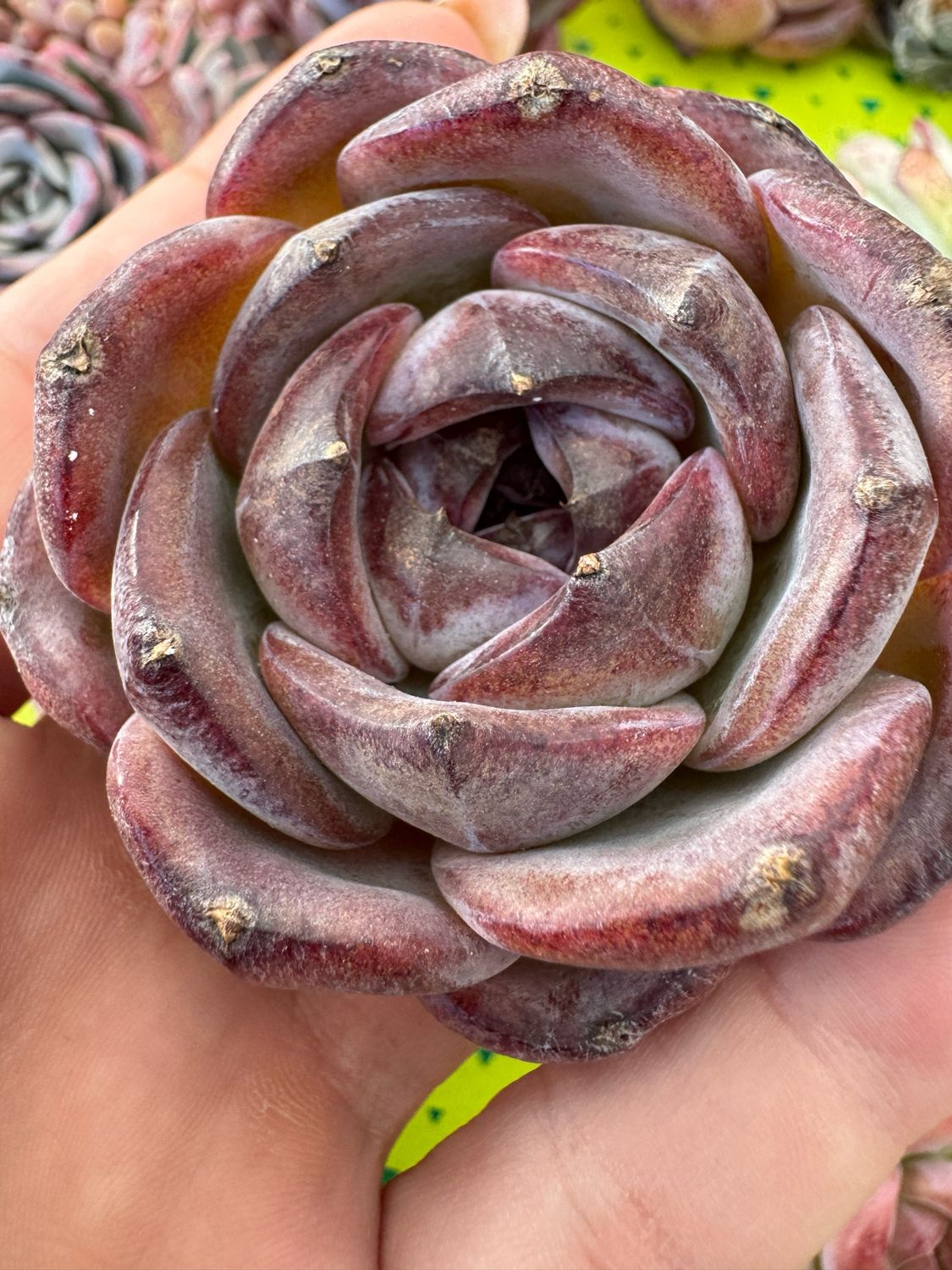Echeveria Black Monroe