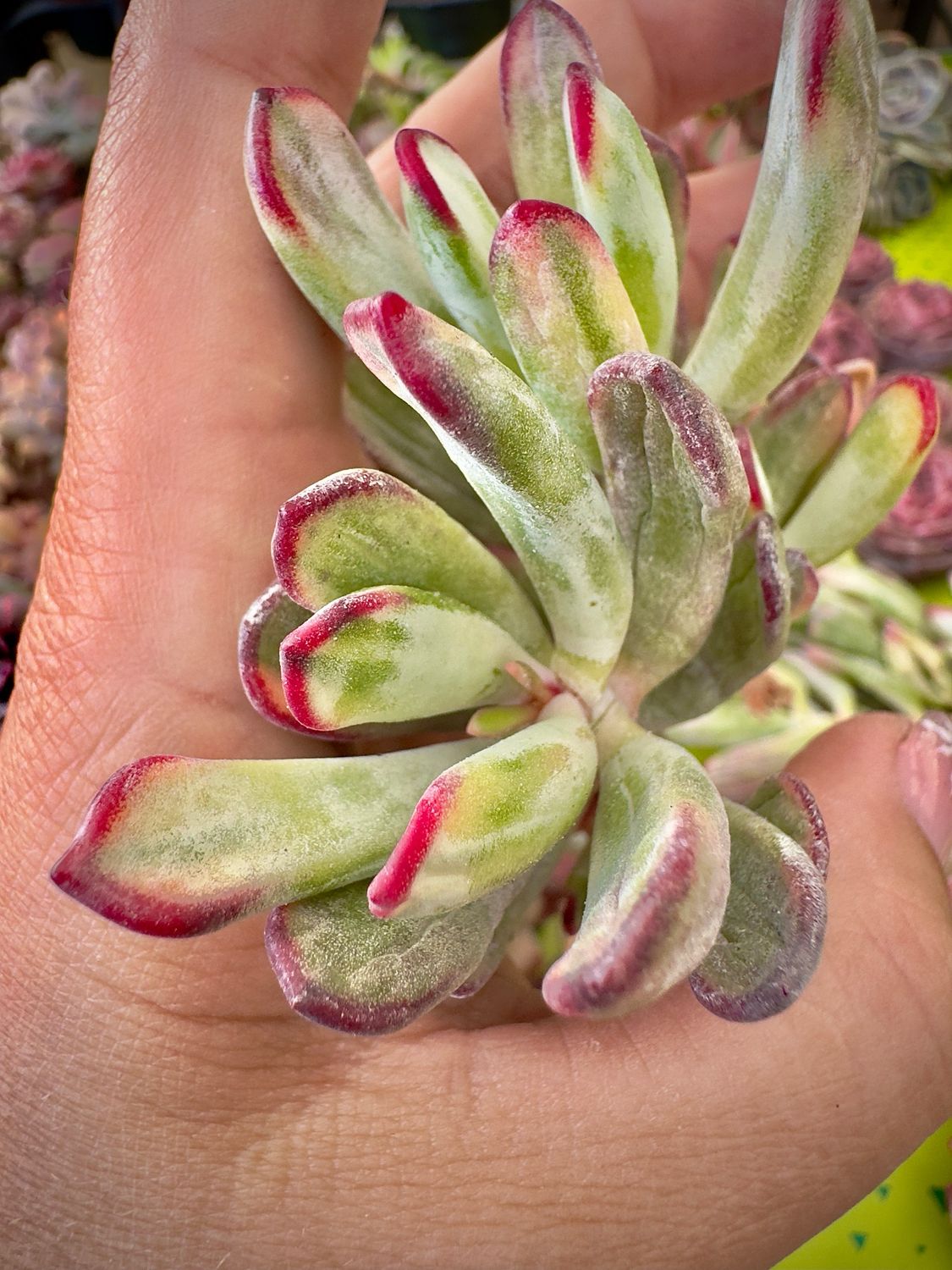 Cotyledon Franagani var