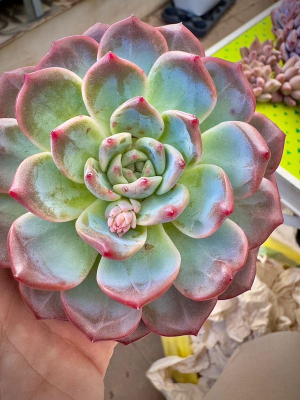 Echeveria Amber Angel