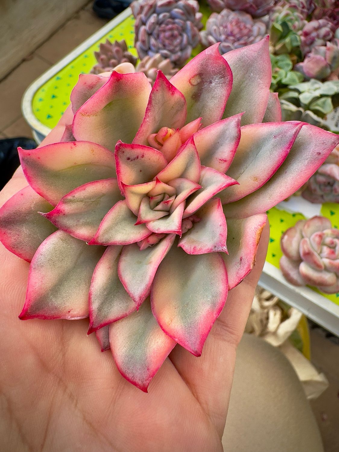 Echeveria Moon Goddes variegada