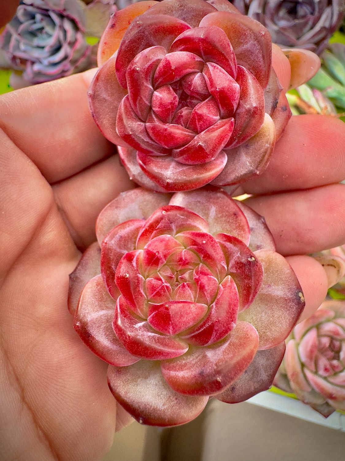 Echeveria Purple fog