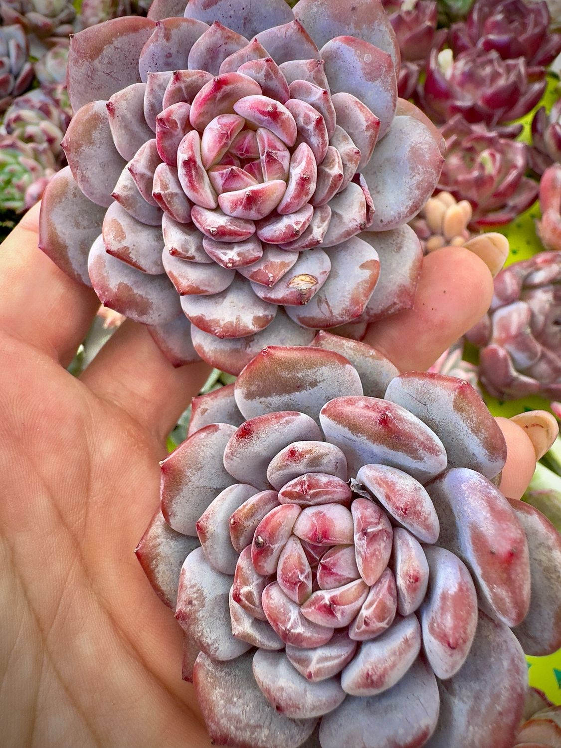 Echeveria Star Orange