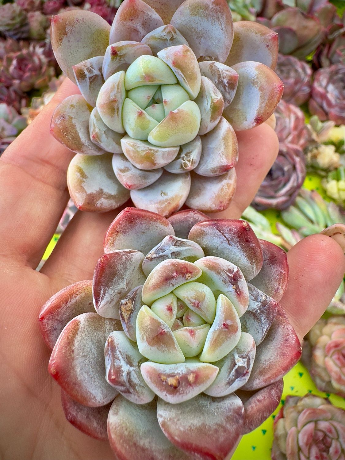 Echeveria XueHou