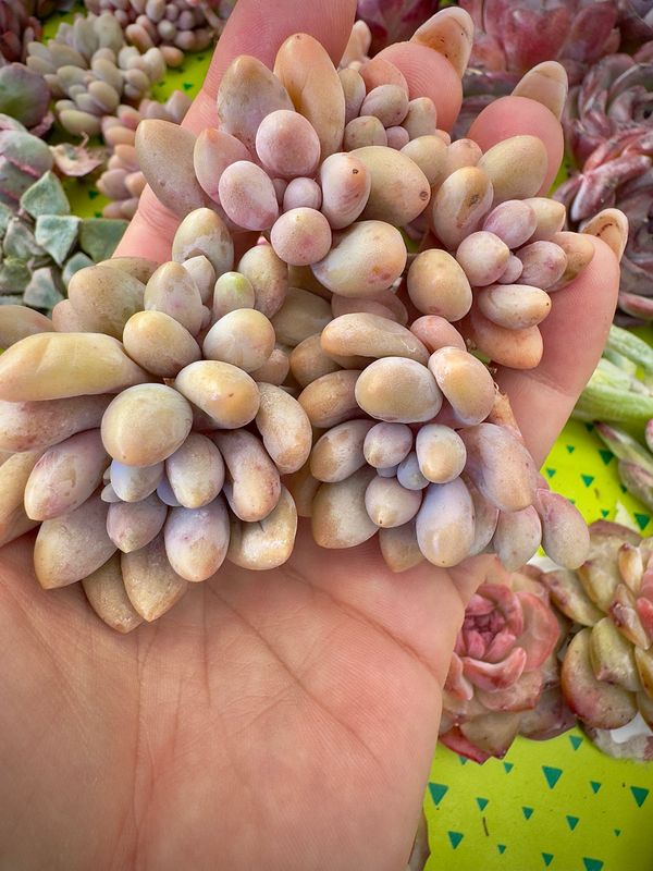 Graptopetalum Dumplings