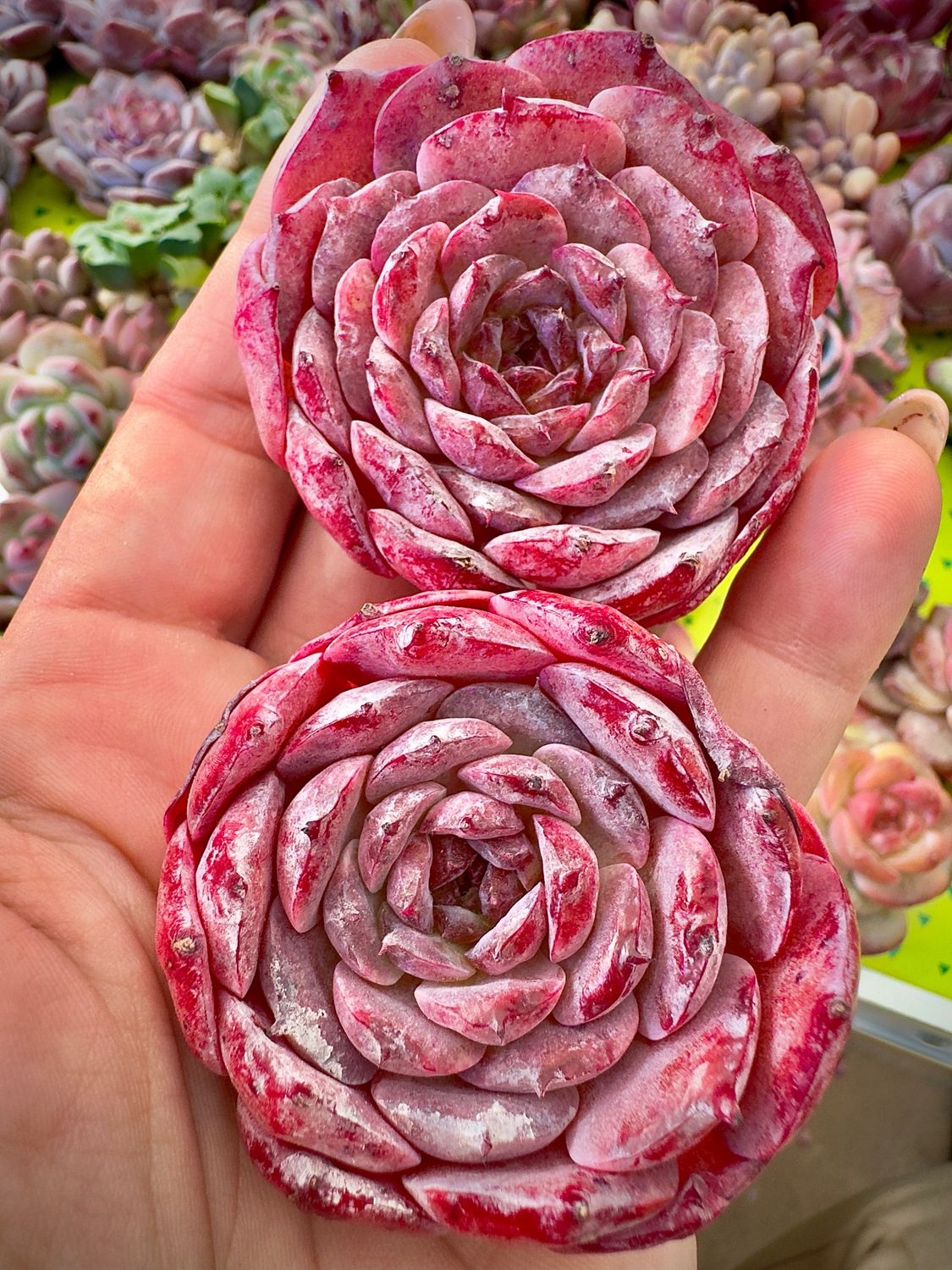 Echeveria Lovely Bear