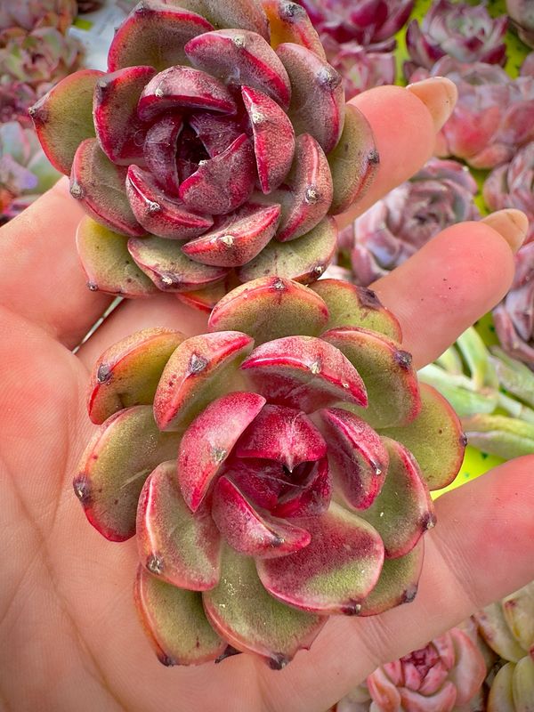 Echeveria Shango Jenny