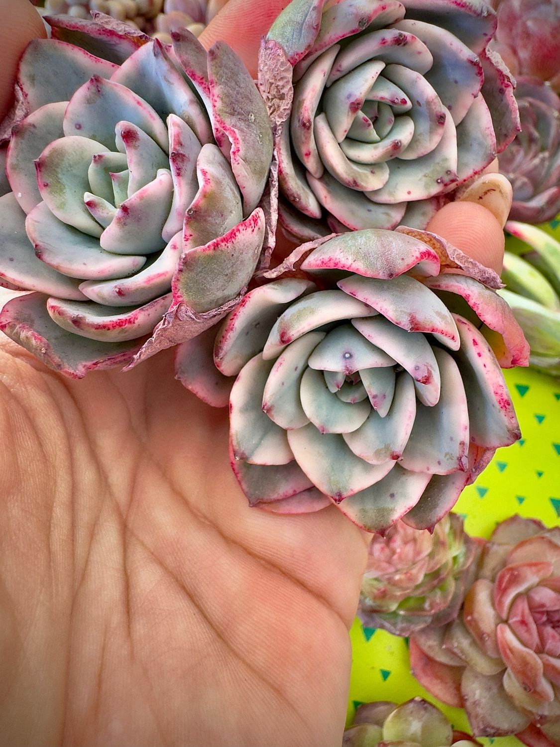 Echeveria Atlantis Variegada