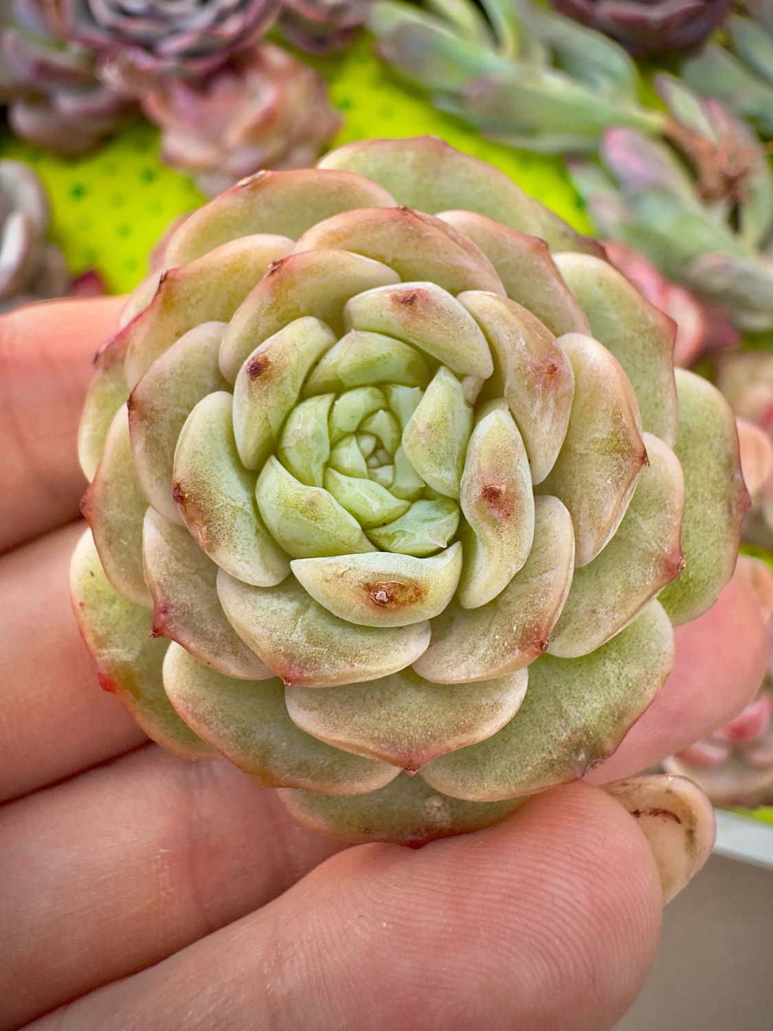 Echeveria MiJing