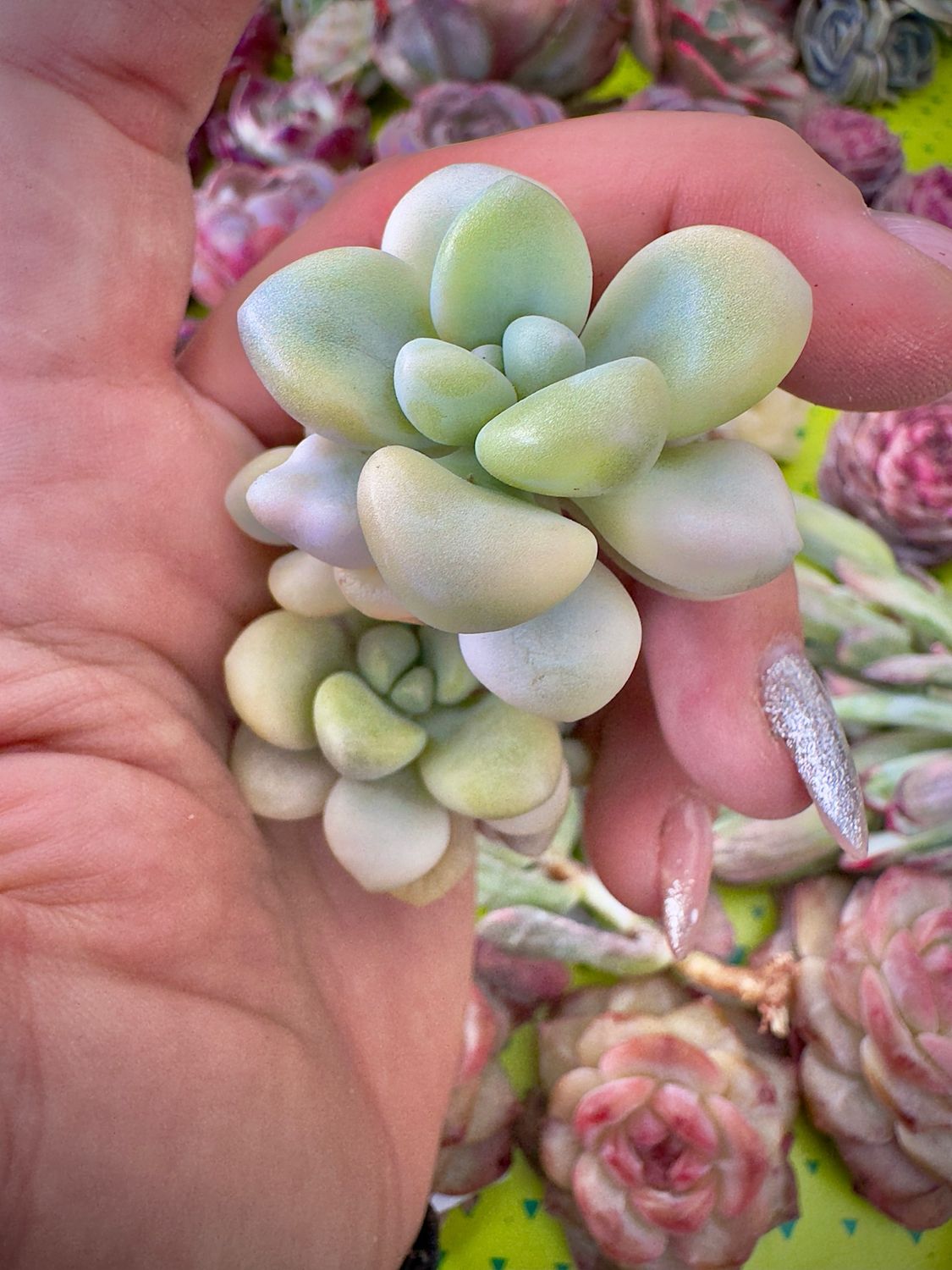 Graptoveria Ellen Variegada