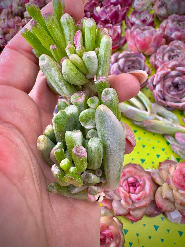 Crassula Gollum Variegada Tricolor