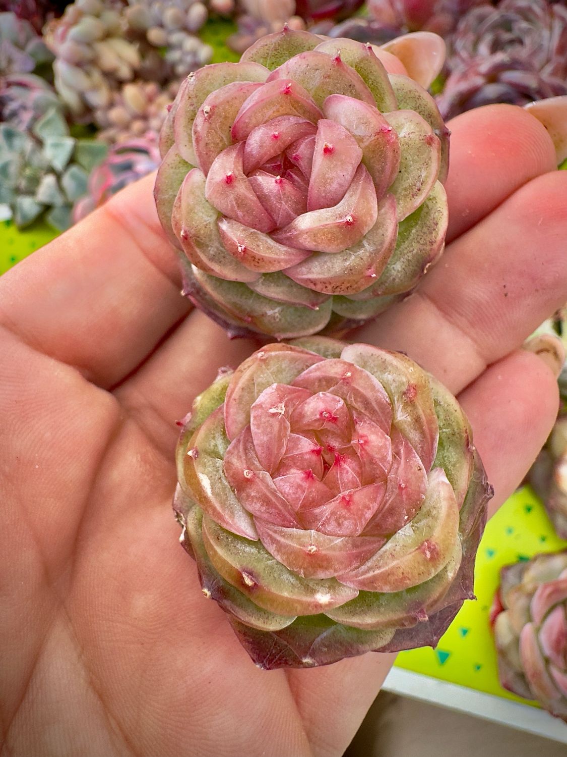 Echeveria Daiquiri