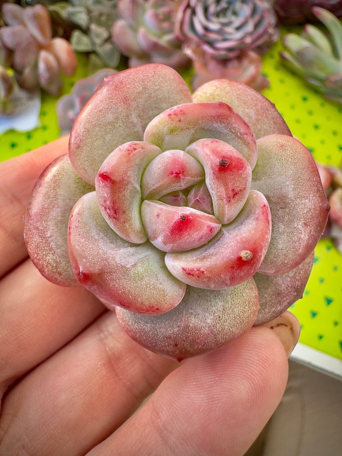 Echeveria Pomegranate sedes